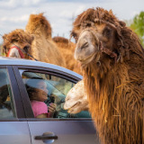 SafariPark - Pusztaottlaka