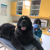 Veterinary Clinic Boroschek