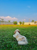 thewagsocial.in