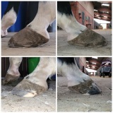 skillyhoof.wixsite.com/skillyhoofhufpflege