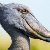 Mabamba Swamp Shoebill Watching[GREATEST IN THE GAME DEFINED BY EXPERIENCE]