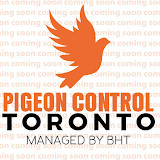 Pigeon control Toronto