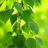 The Green Herbalist Clinic, Berkshire