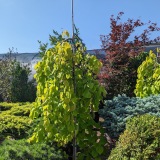 riverbottomnursery.com