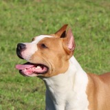 Allevamento All Stars Kennel American Staffordshire Terrier (Amstaff) e Staffordshire Bull Terrier