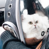 petshuttleabroad.com