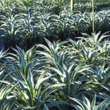 Magnolia Plantscapes