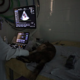 topveterinarios.com/clinica-veterinaria-albeitar/