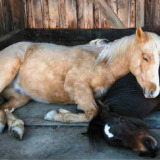 hit-actiefnederland.nl