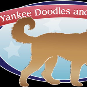 Yankee-doodle pups