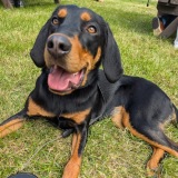 4pawsk9specialist.co.uk