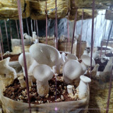 Nia Mushroom farms