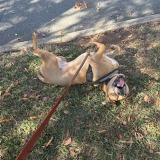 dev.vetsitters.softvoya.com