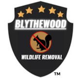 blythewoodwildliferemoval.com/locations/wildlife-removal-services-in-lexington-sc