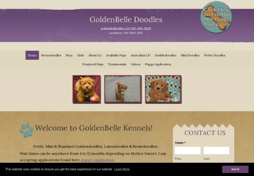 Golden belle shop kennels