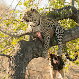 Kambaku River Lodge.