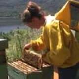 apicolturalamonarca.it