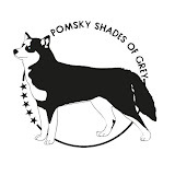 Pomsky Shades Of Grey | #1 Pomsky Fokker met het Health Breeding Program Reviews