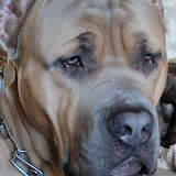 Cane Corso ICCF