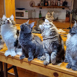 Dobrev Maine Coons