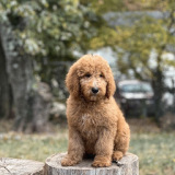 BelleMère Goldendoodles