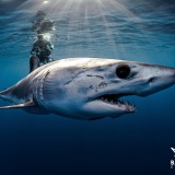 bajasharkexperience.com