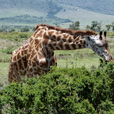 dallagotourskenya-tanzania.com