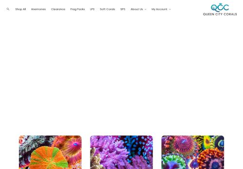 Quality and Colorful Corals - Queen City Corals