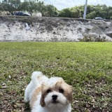 www.bhpuppies.com