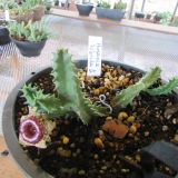 Inova Garden Jau