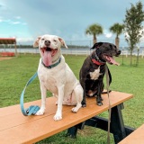 newtonpackdogtraining.com