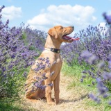 capturememoirstudios.com