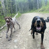 rockymountainhounds.ca