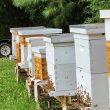 www.honeytopbees.com