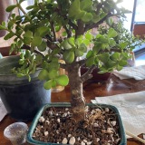 www.flbonsai.com