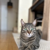 macomportementalistechat.fr