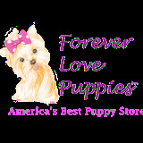 Forever Love Puppies Miami