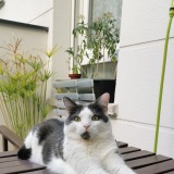 chachon-catsitting.fr