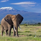 Mount Kilimanjaro National Park Reviews
