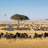 Micato Safaris Reviews