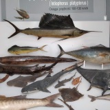 Museum of Sea Fishery Swinoujscie
