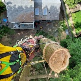 Rizikové kácení a péče o stromy Ladislav Hamala