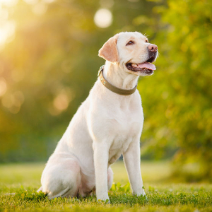 Hidden Pond Labradors