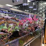 inbalanceaquariums.com.au