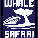 Whale Safari Iceland Reviews