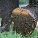 www.elephantsworld.org