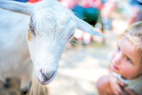 greenmeadowsfarm.com