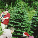 Kildare Christmas Trees Reviews