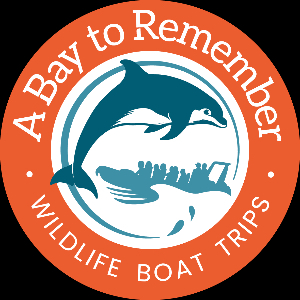 A Bay To Remember Wildlife Boat Trips