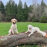 adaptivecaninetraining.com